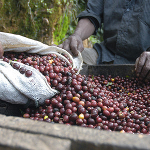 Coffee Beans Being Harvested