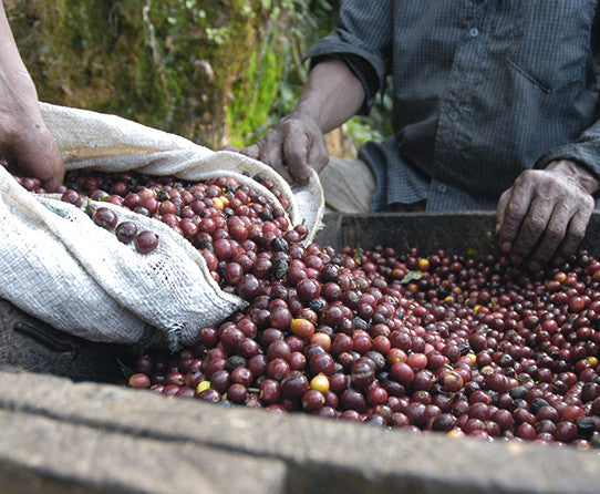 Coffee Beans Being Harvested