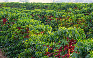 Coffee farm with fruit ready to be harvested