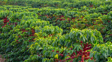 Coffee farm with fruit ready to be harvested