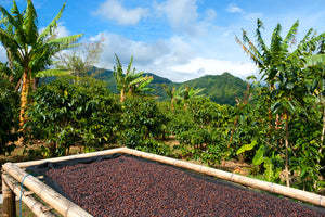 Coffee beans drying in the sun in a coffee plantation in Panama