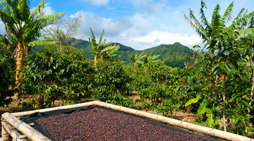 Coffee beans drying in the sun in a coffee plantation in Panama
