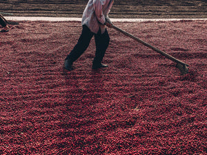 Decaf Coffee: Everything You Need to Know About Caffeine-Free Sips.