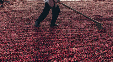 Decaf Coffee: Everything You Need to Know About Caffeine-Free Sips.