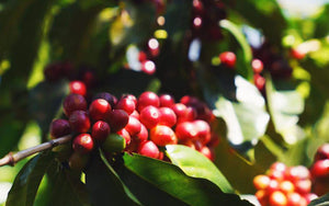 Mexico Soconusco Coffee Cherries on Tree