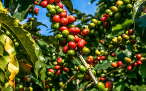 South American coffee beans on coffee tree in Brazil