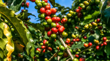 South American coffee beans on coffee tree in Brazil