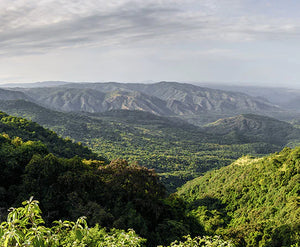 Yirgacheffe region of Ethiopia