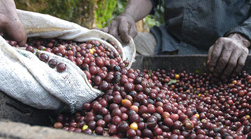 People harvesting coffee beans