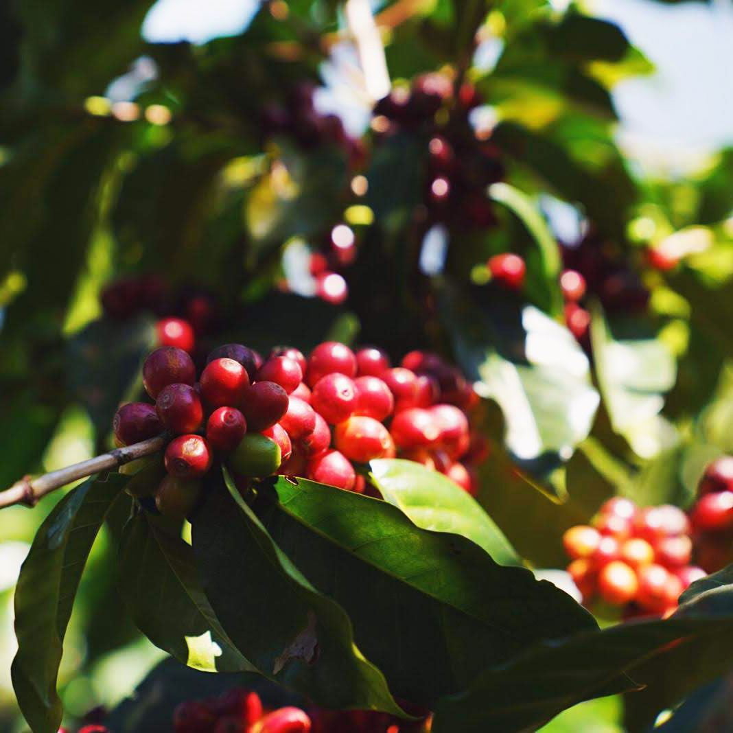 Mexico Soconusco Single Origin Coffee | Stone Street Coffee