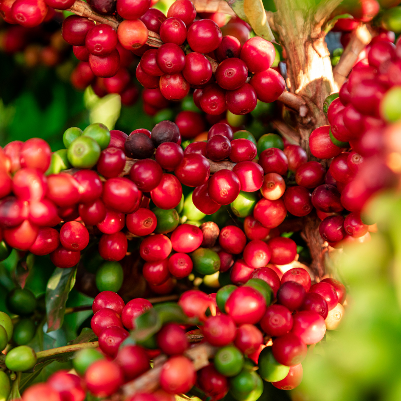 Africa Blends and Single Origin Coffee | Stone Street Coffee