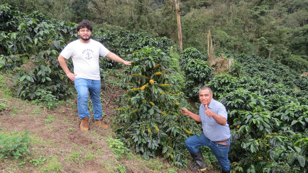 Nicaragua Yellow Catuai - Reserve Series