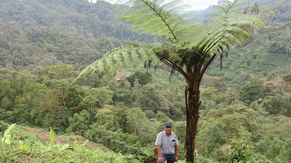Nicaragua Pacamara - Reserve Series