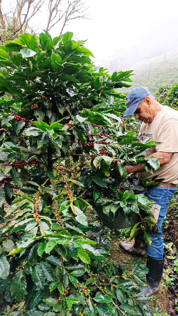 Nicaragua Java - Reserve Series