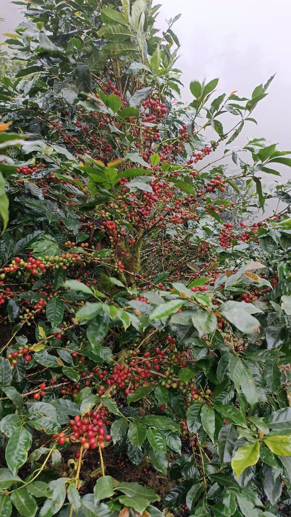 Nicaragua Pacamara - Reserve Series