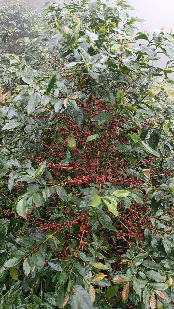 Nicaragua Pacamara - Reserve Series