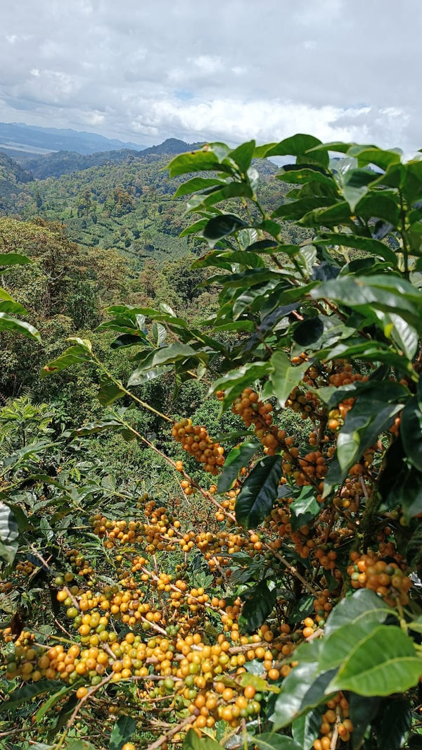 Nicaragua Yellow Catuai - Reserve Series
