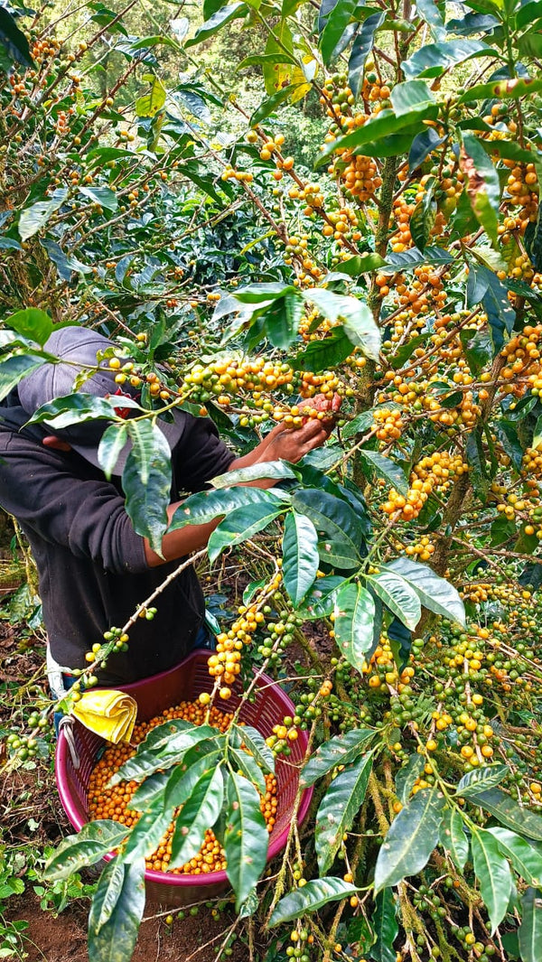 Nicaragua Yellow Catuai - Reserve Series