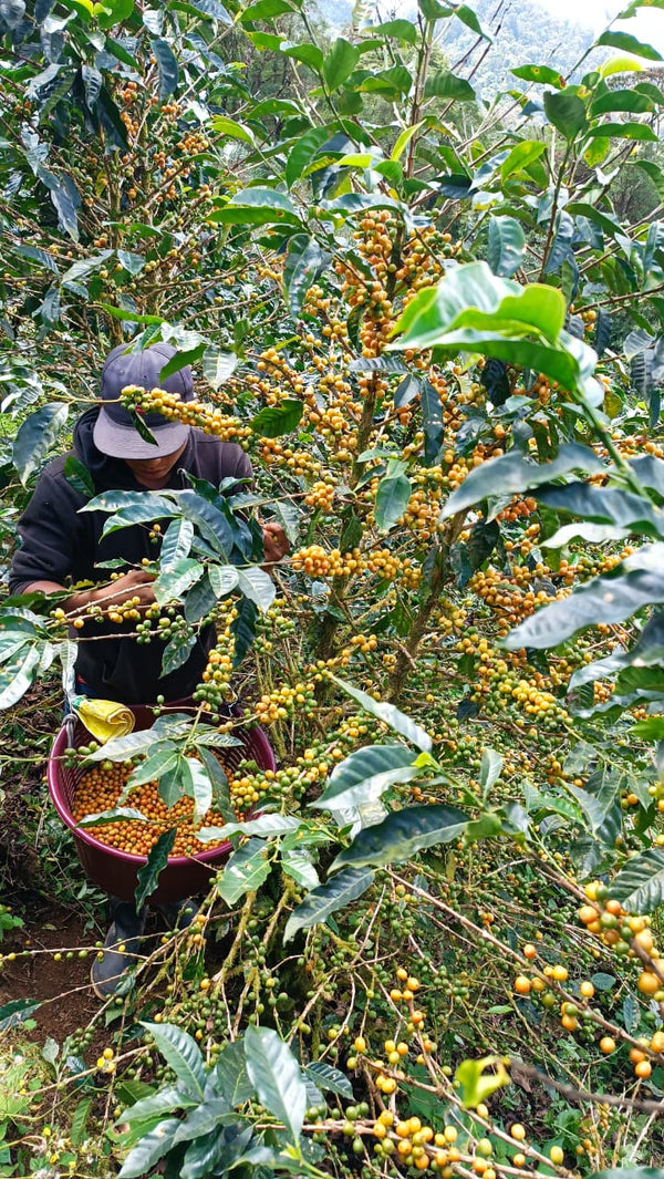 Nicaragua Yellow Catuai - Reserve Series