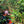 Load image into Gallery viewer, Nicaragua Java - Reserve Series
