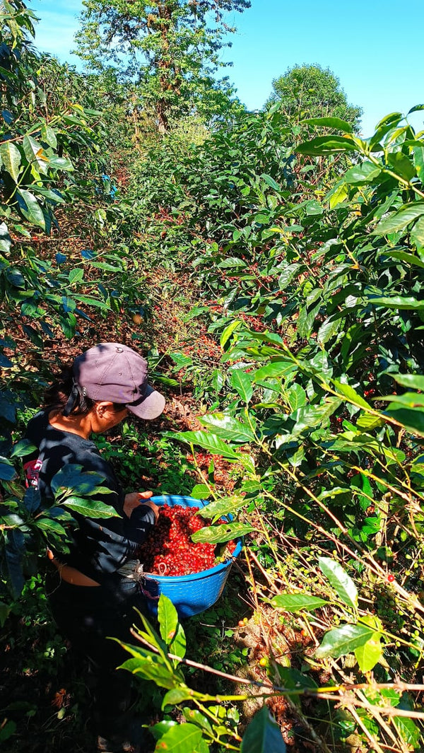 Nicaragua Java - Reserve Series