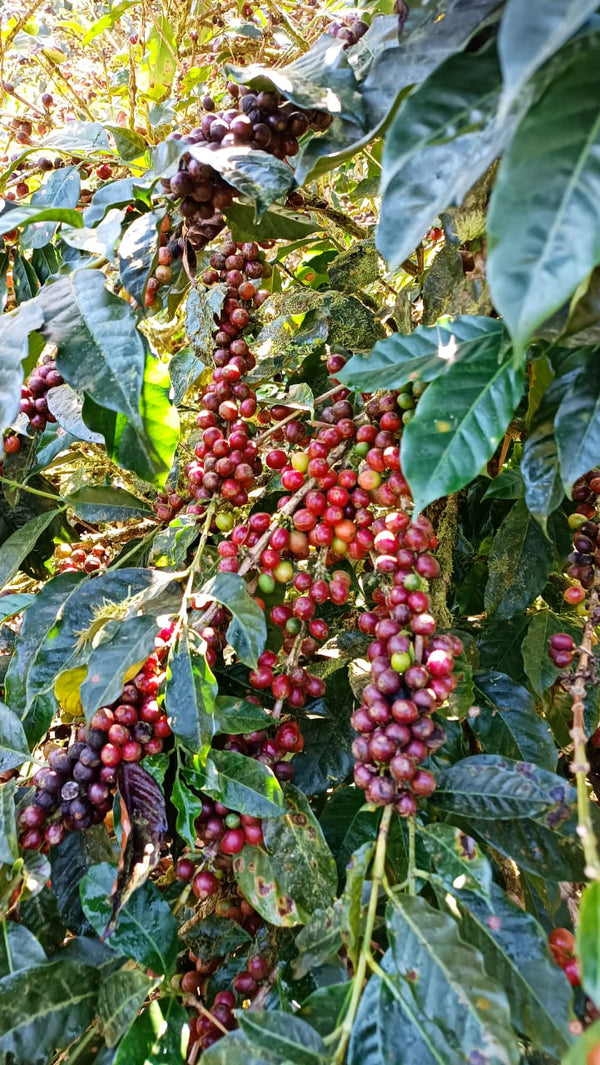 Nicaragua Geisha - Reserve Series