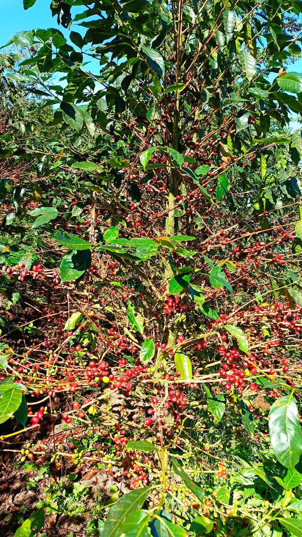 Nicaragua Java - Reserve Series