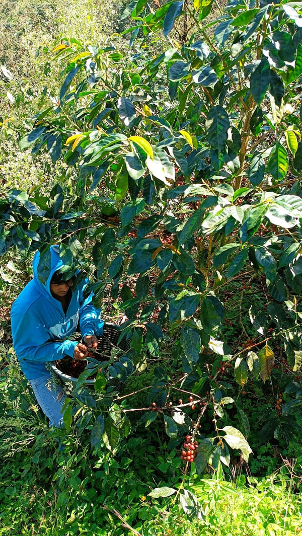 Nicaragua Geisha - Reserve Series