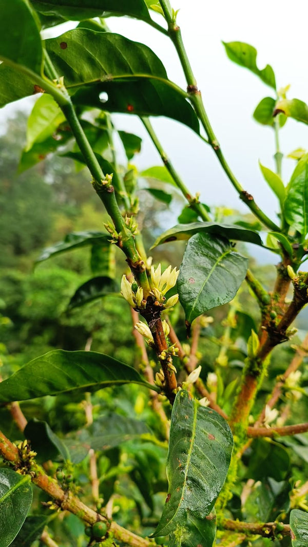 Nicaragua Geisha - Reserve Series