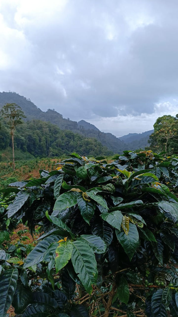 Nicaragua Java - Reserve Series