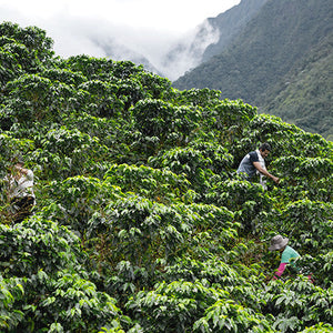 Colombian Supremo Single Origin Coffee Farm