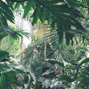 Rainforest Plants