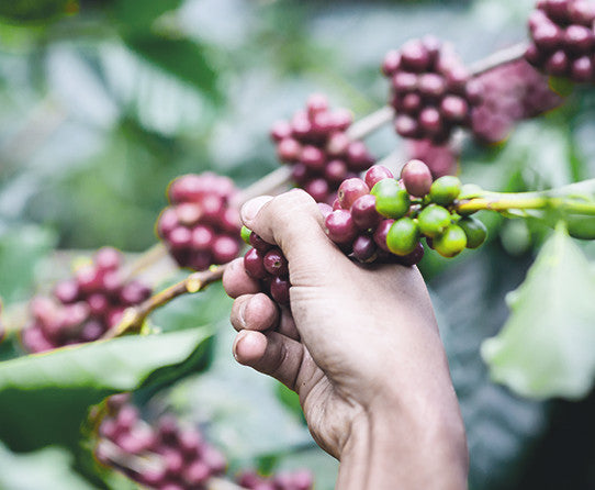 Person Picking Coffee Beans