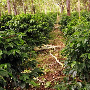 Guatemala Bella Carmona Single Origin Coffee Plants