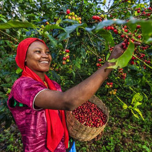Woman picking Coffee Beans