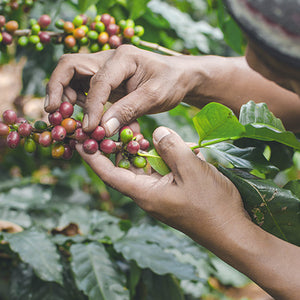 Person Picking Coffee Beans