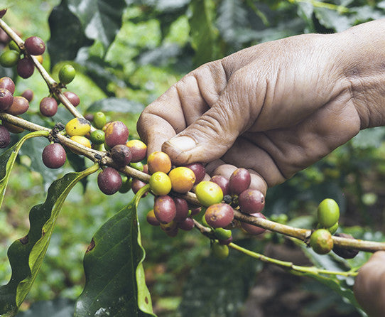 Person Showing Coffee Beans on Plant